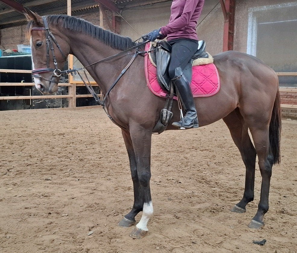 Topbrave brave 5,5 jr recreatie-manege ruin 1,66m, Dieren en Toebehoren, Ruin, 3 tot 6 jaar, Met stamboom, B
