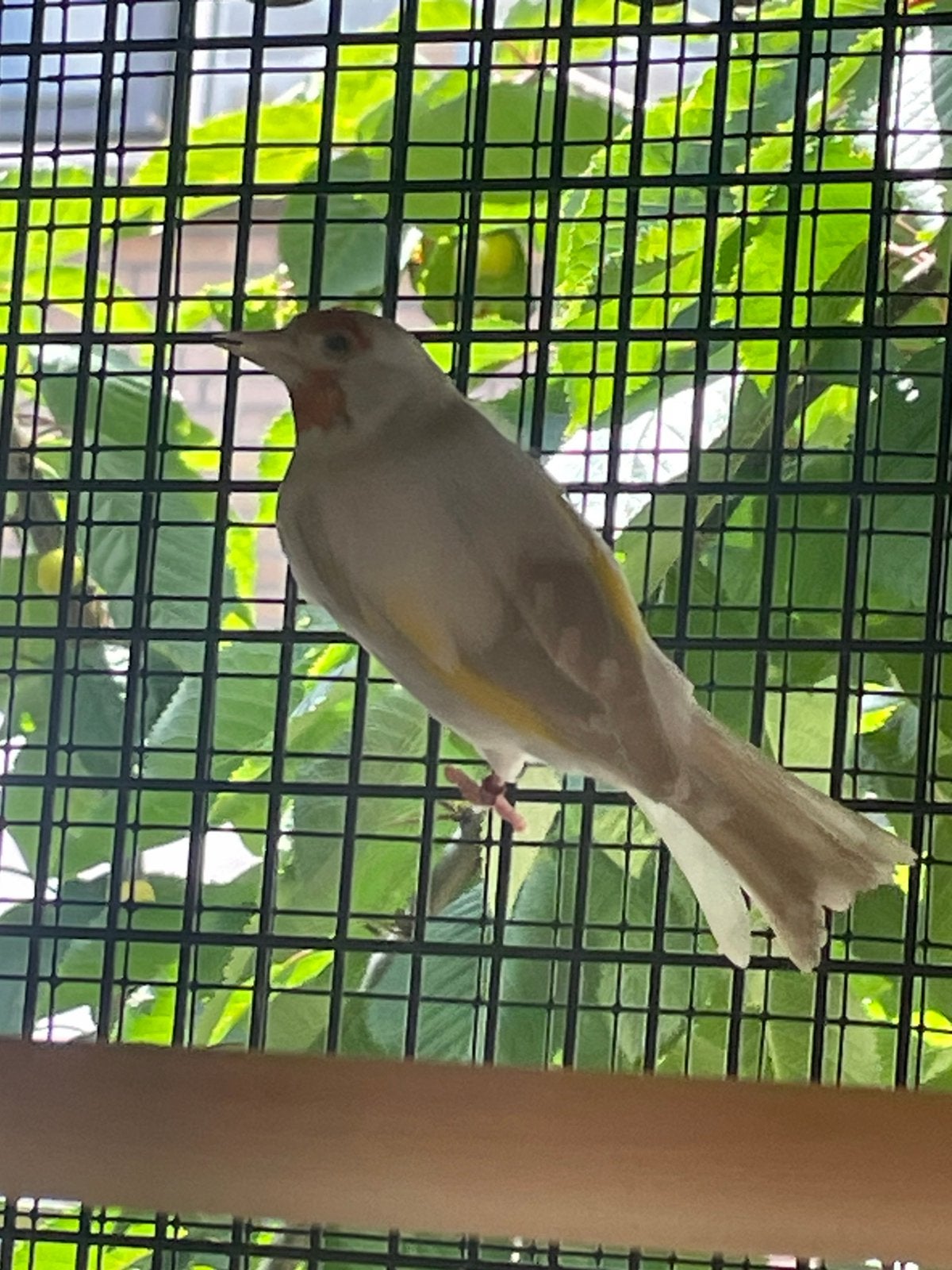 Majoor putter satinet, Vrouwelijk, Wildzangvogel