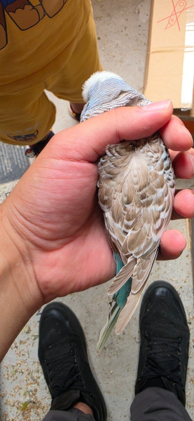 Engelse parkieten verschillende kleuren, Meerdere dieren, Parkiet, Geringd