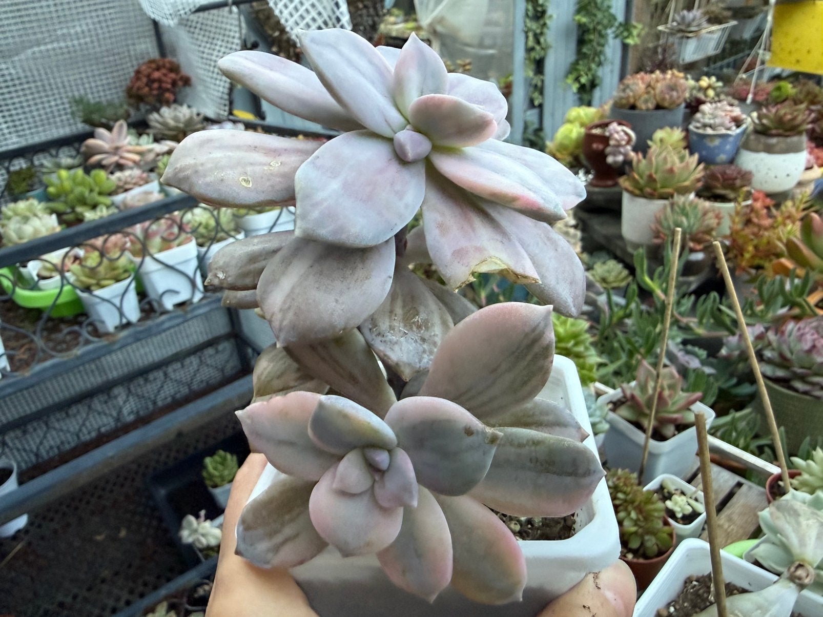 Graptopetalum pentandrum ssp superbum variegata/pot 9cm, Ophalen of Verzenden, Halfschaduw, Minder dan 100 cm