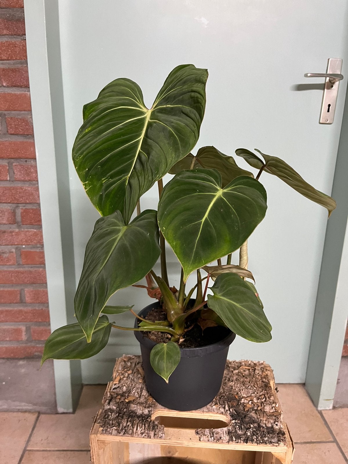 Philodendron gloriosum, Huis en Inrichting, Kamerplanten, Minder dan 100 cm, Halfschaduw, Ophalen of Verzenden