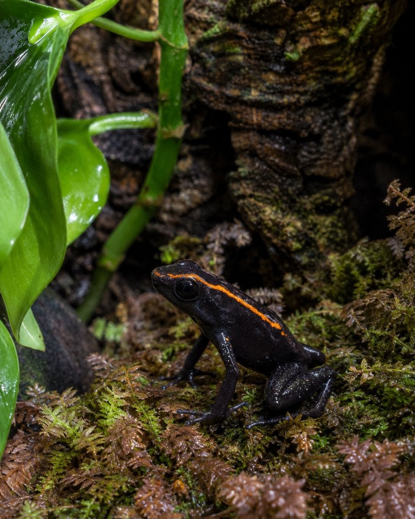 Phyllobates aurotaenia gifkikker, mag snel weg