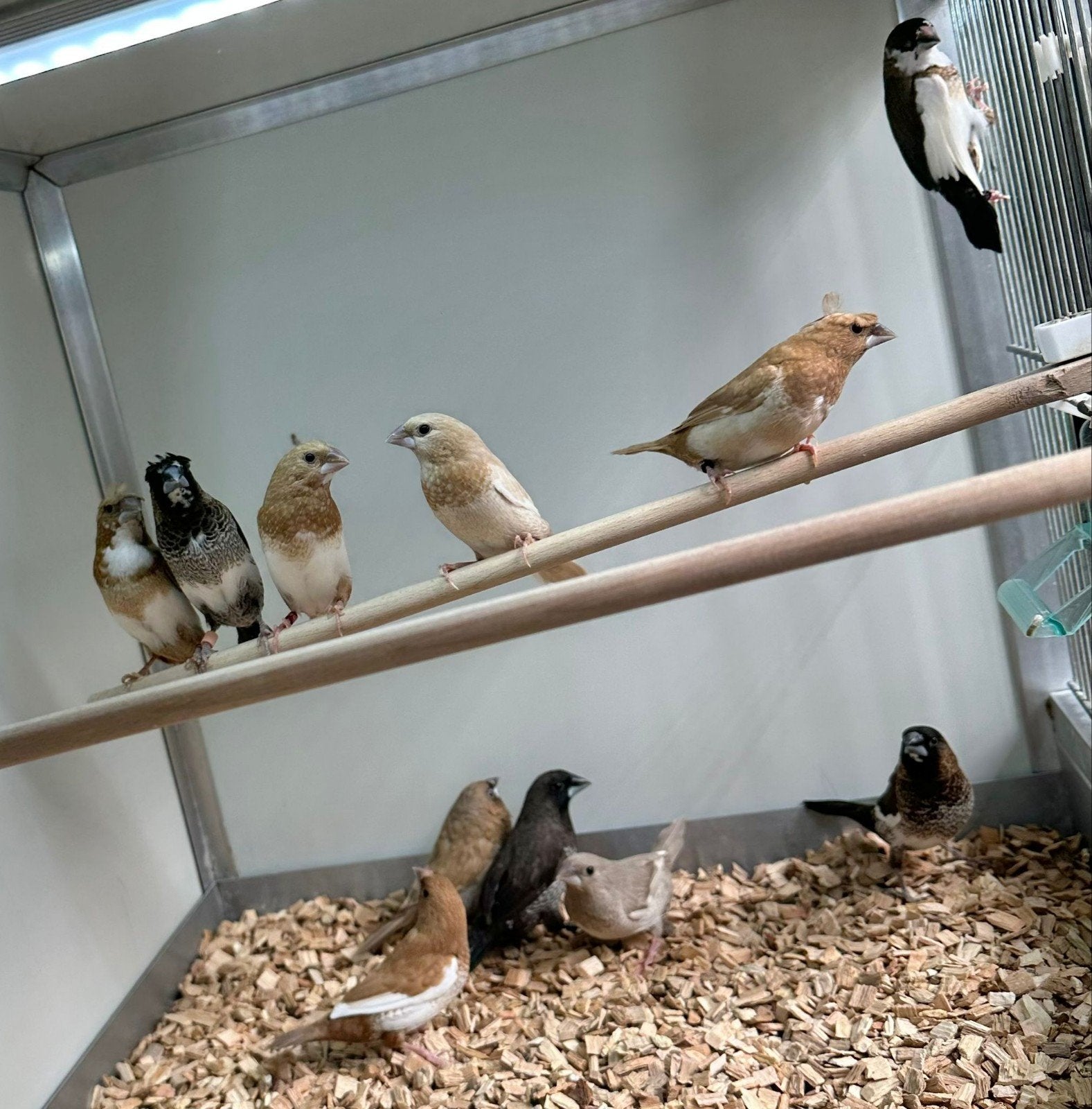 verschillende soorten tropen, kanaries en parkieten, Dieren en Toebehoren, Vogels | Overige Vogels, Meerdere dieren
