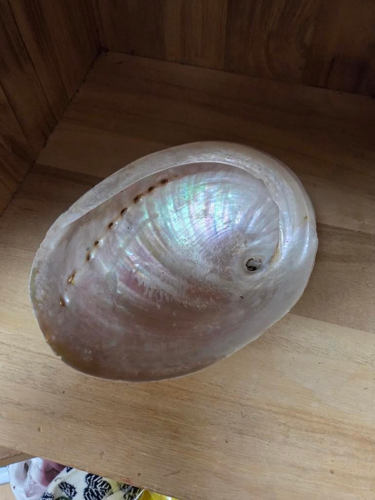 Prachtige Abalone Schelp - Decoratie of Verzameling, Verzamelen, Mineralen en Fossielen, Ophalen of Verzenden