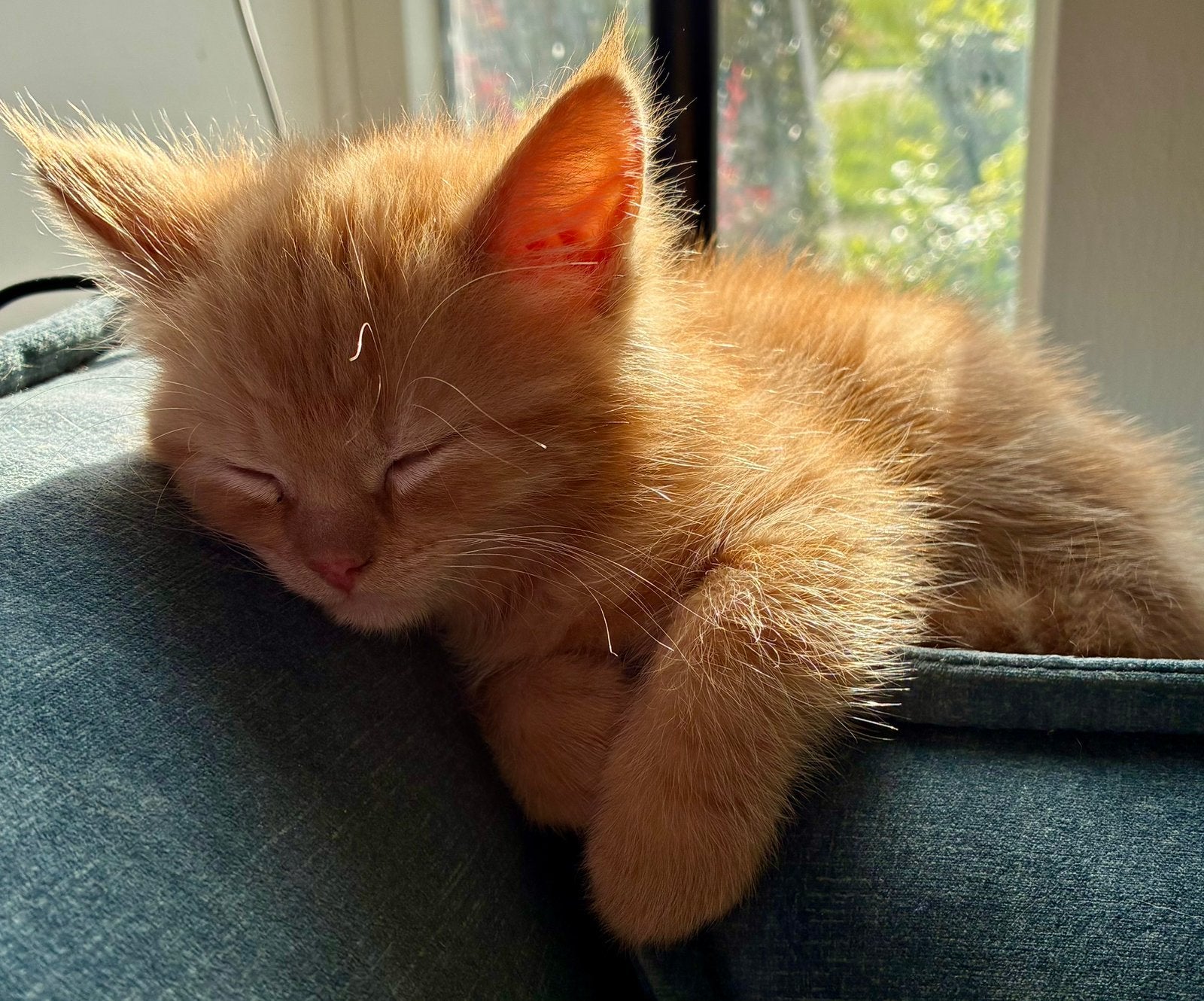Rode katertjes kittens, Kater