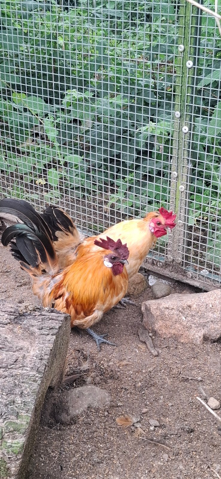 friese hoenders hanen, gratis, Dieren en Toebehoren, Mannelijk, Kip