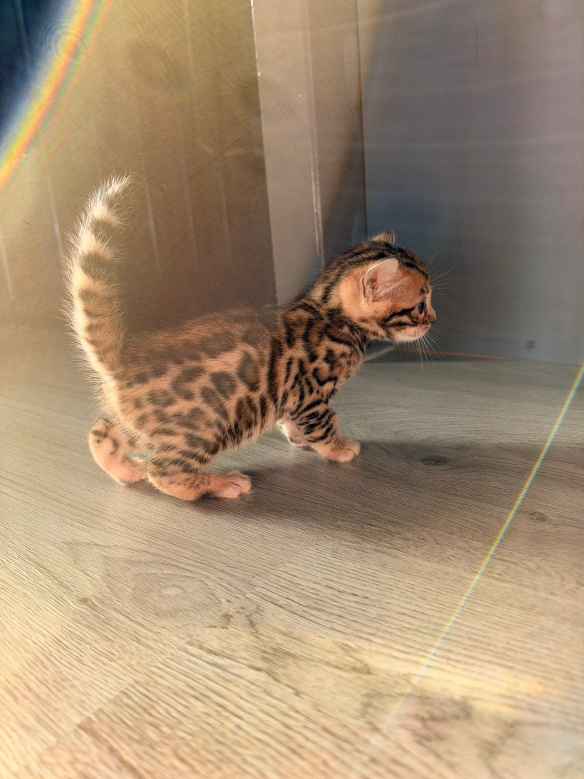 Prachtige bengaal kittens, Meerdere dieren, Gechipt, 0 tot 2 jaar
