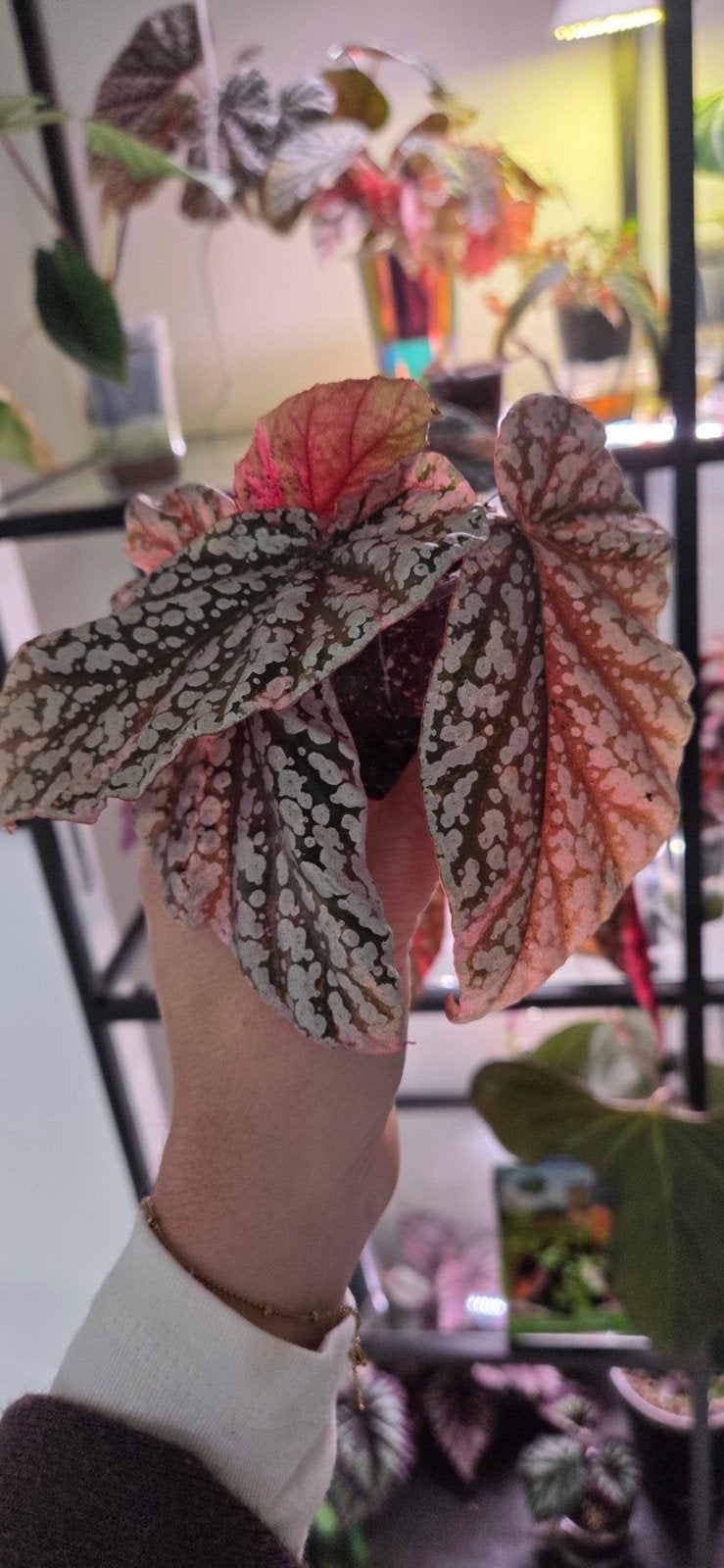 begonia snowcap variegata, Ophalen of Verzenden, Halfschaduw, Minder dan 100 cm