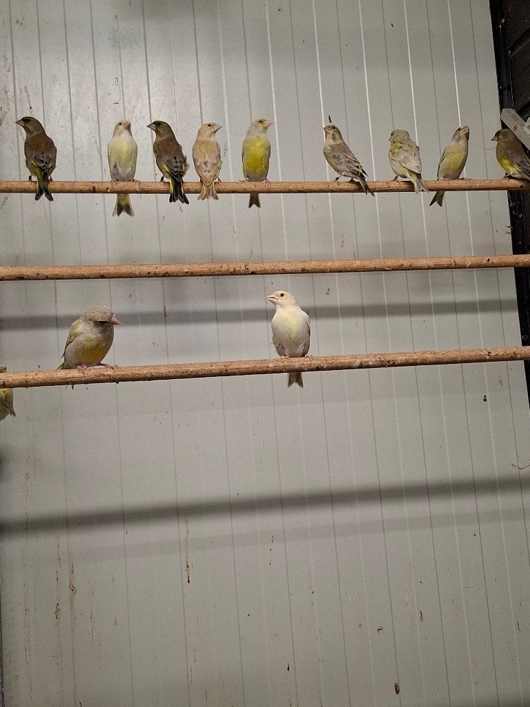 Groenlingen in diverse kleuren, Dieren en Toebehoren, Meerdere dieren, Wildzangvogel, Geringd