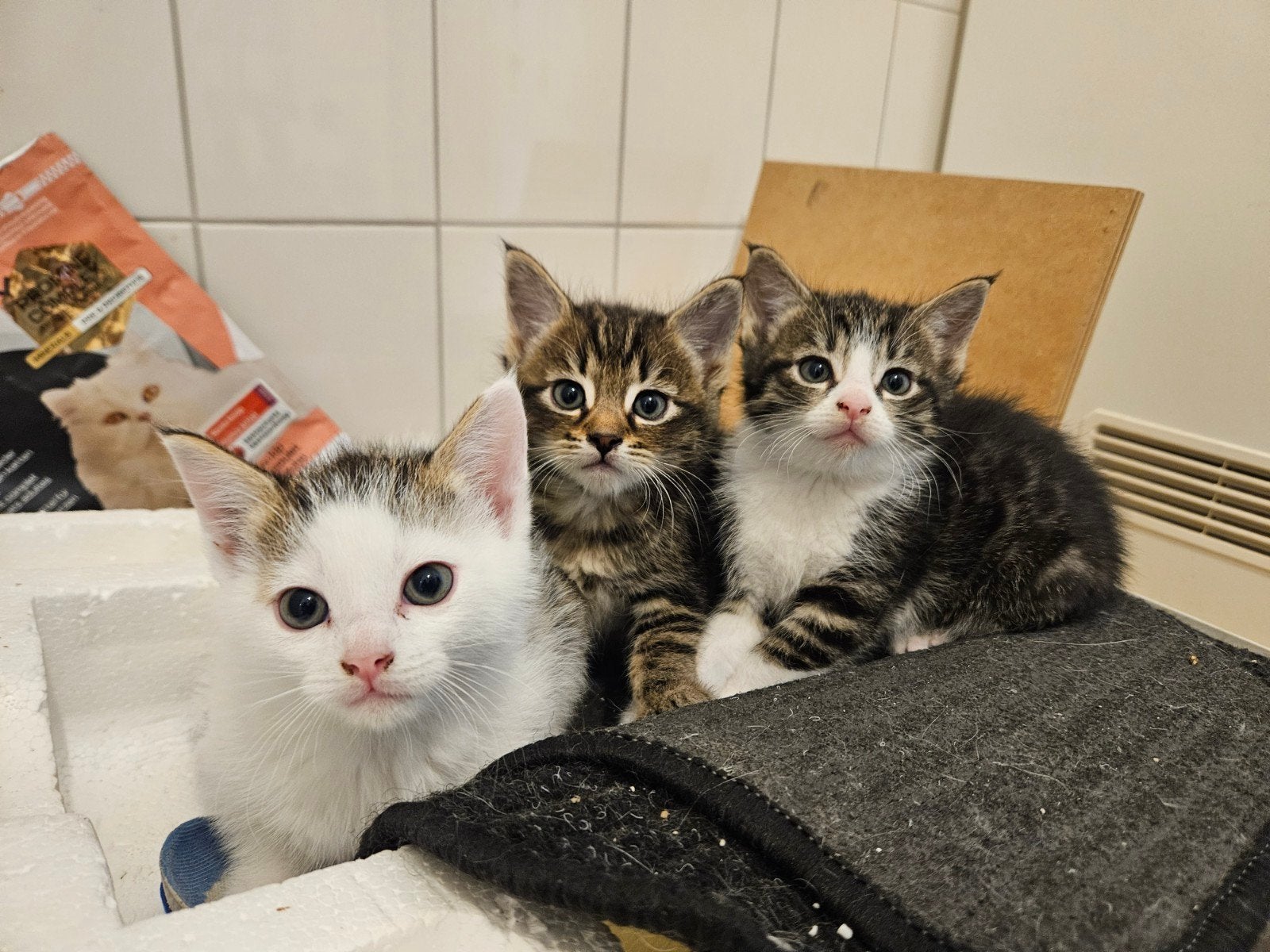 4 lieve kittens, Dieren en Toebehoren, Katten en Kittens | Overige Katten, Meerdere dieren