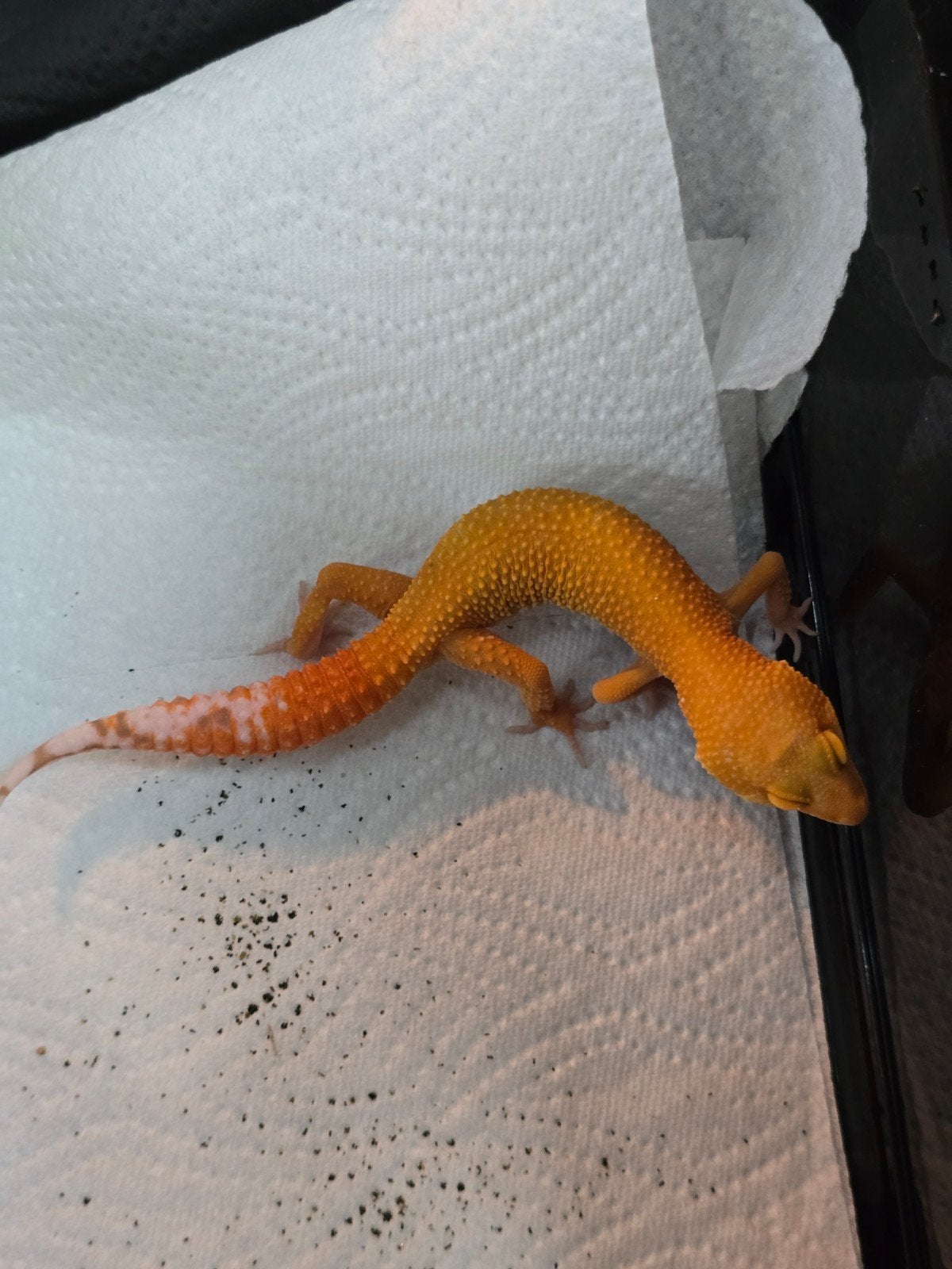 Diversen jonge luipaardgekko's in prachtige kleuren Leopard Gecko photo 2
