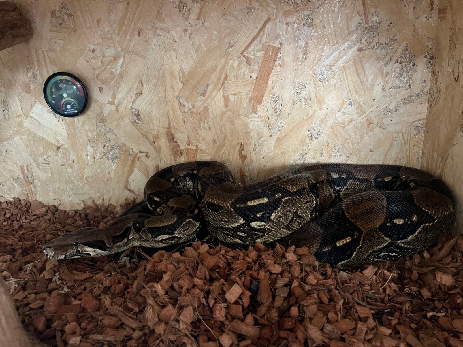 Boa constrictor man Boa Constrictor photo 2