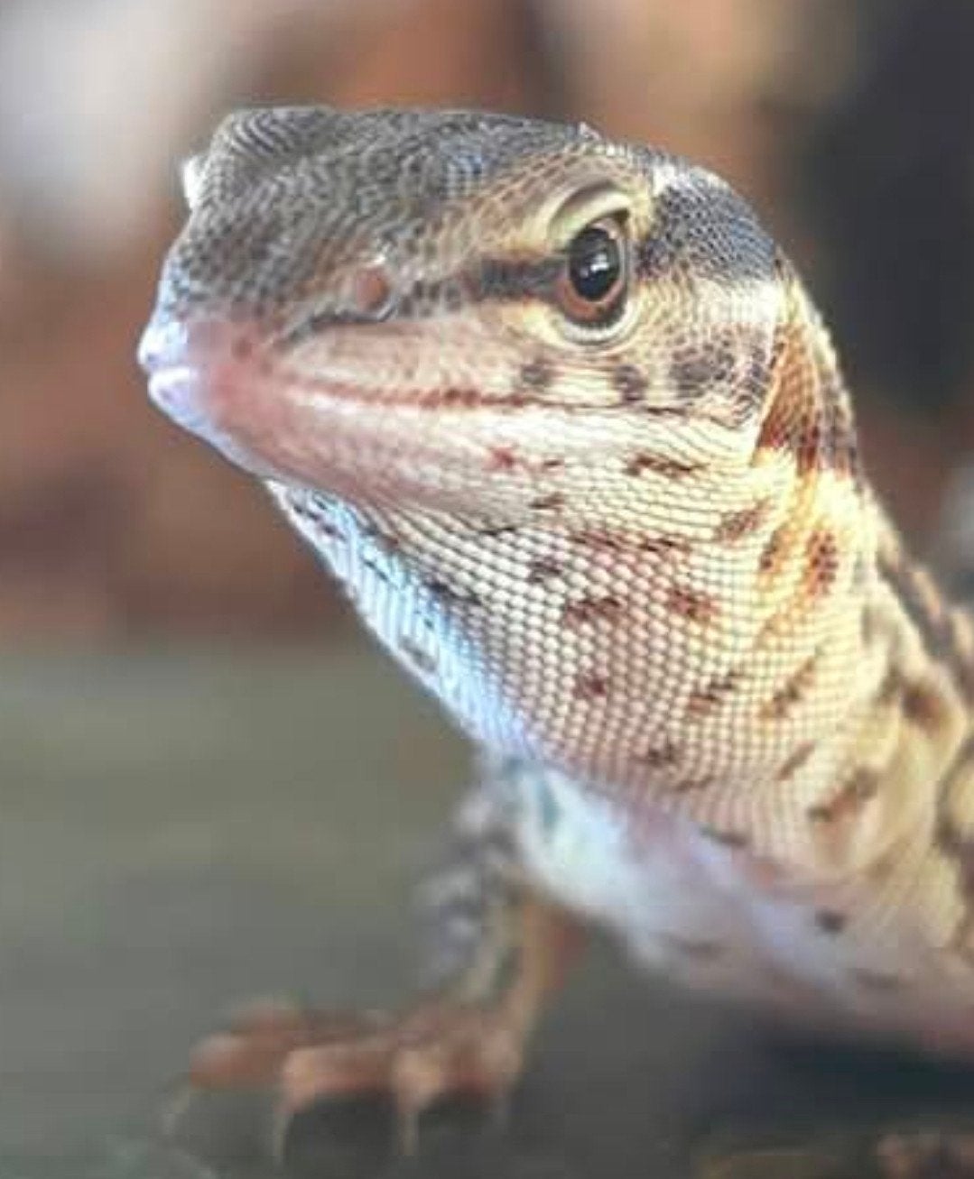 NK Stekelstaartvaranen (varanus acanthurus) Monitor Lizard - unknown for sale from San