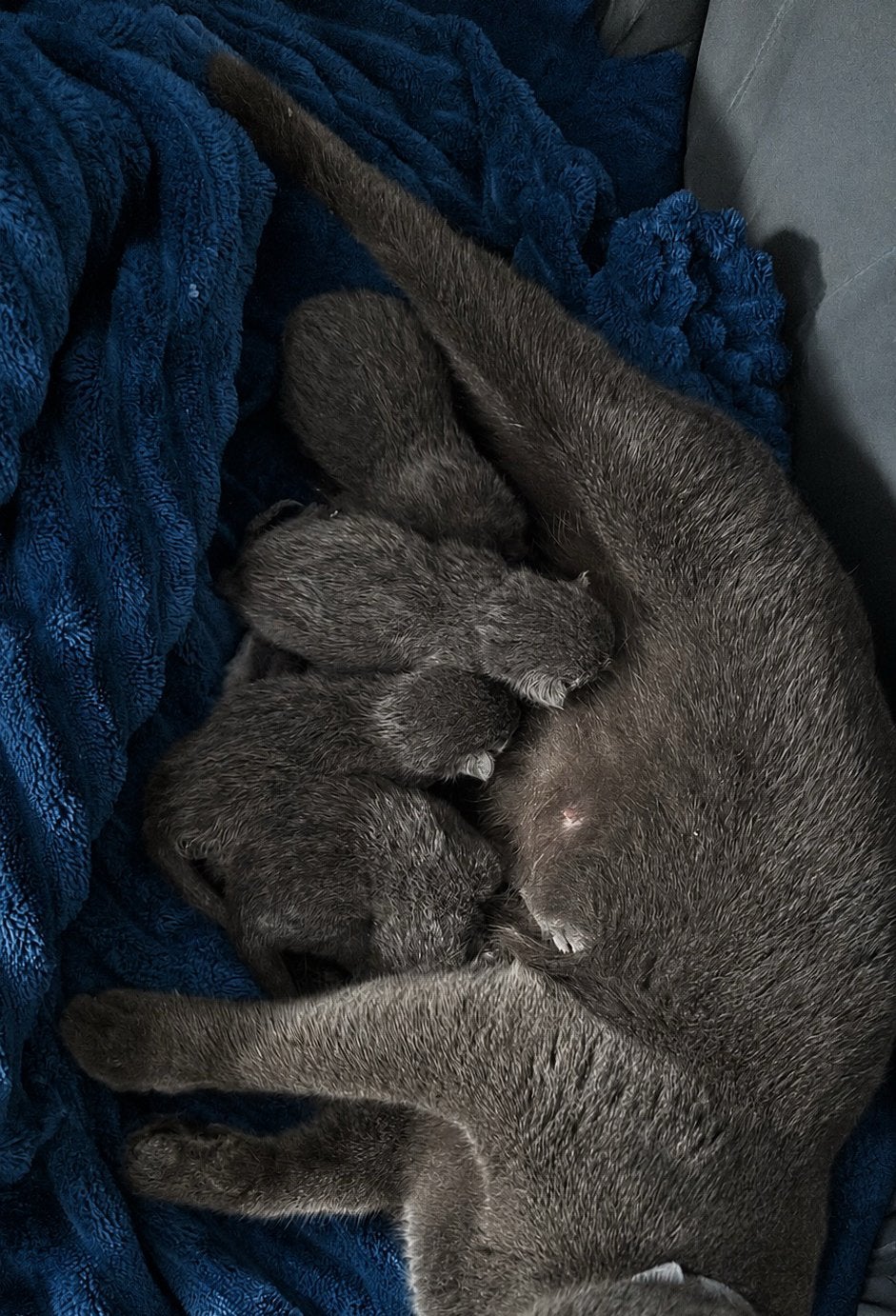Blauwe rus, Kater