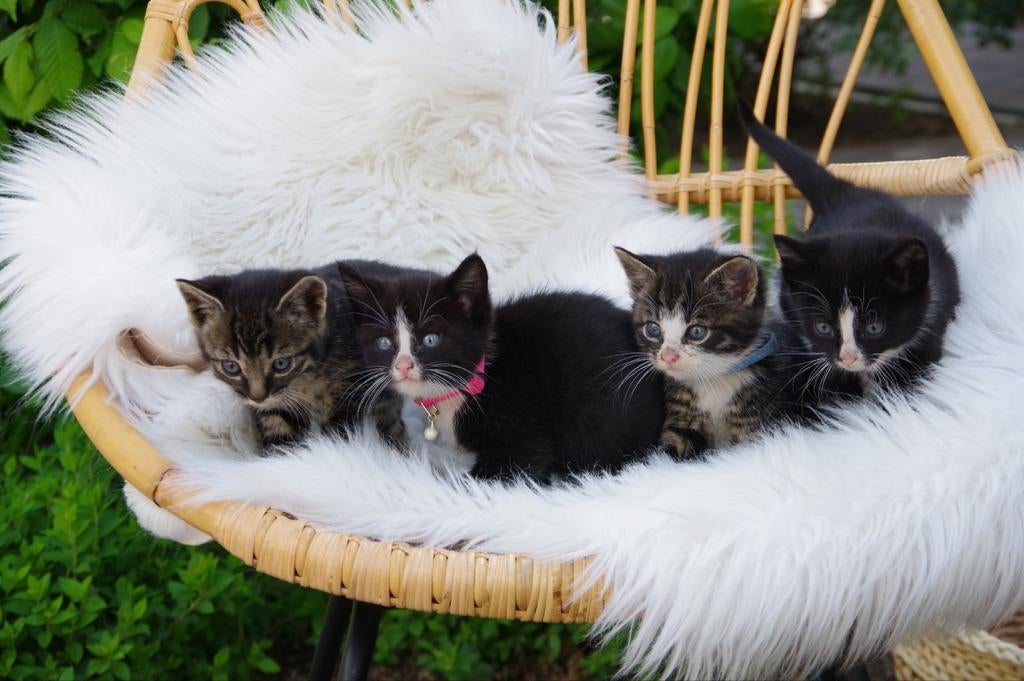 Kittens, Dieren en Toebehoren, Katten en Kittens | Overige Katten, Meerdere dieren, Kortharig, 0 tot 2 jaar