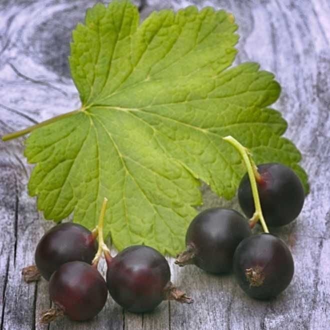 Jostabes stekplanten - 60/80 cm - Heerlijk fruit!, Ophalen of Verzenden, Minder dan 100 cm, Volledige schaduw, Zomer