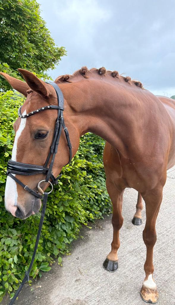 Lieve brave dressuur merrie, Merrie, Dressuurpaard, 3 tot 6 jaar, 165 tot 170 cm