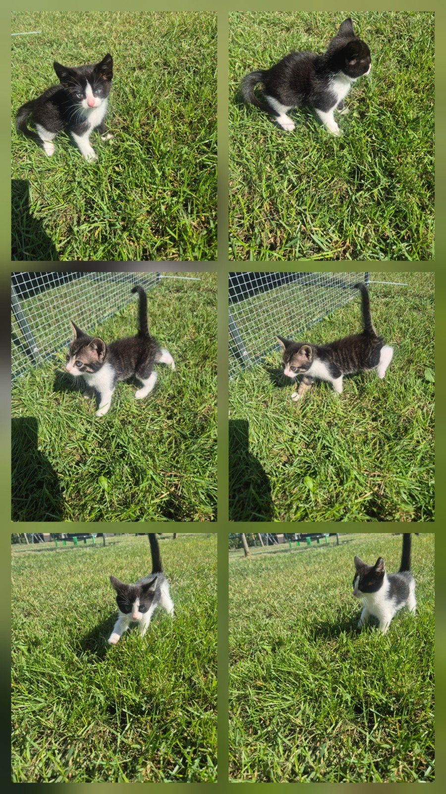 4 lieve kittens te koop, Dieren en Toebehoren, Katten en Kittens | Overige Katten