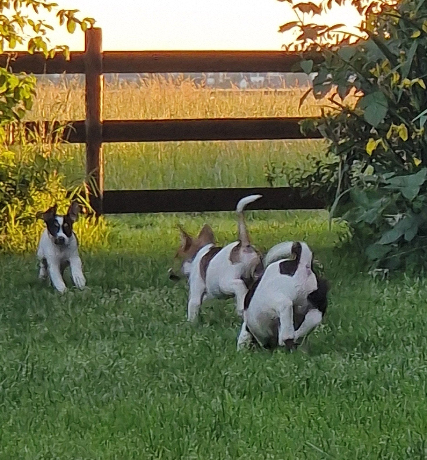 Pups, leuke kruising, 8 tot 15 weken, Teef, Meerdere, Klein