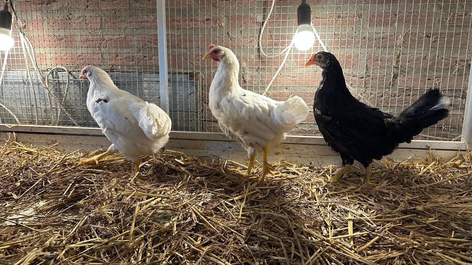 Leghorn kippen (3 stuks), Vrouwelijk, Kip