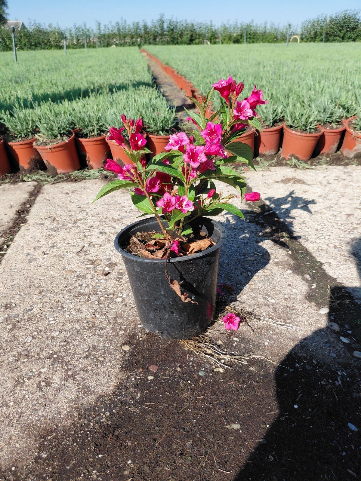 weigelia, Volle zon, Tweejarig, Zomer, Ophalen