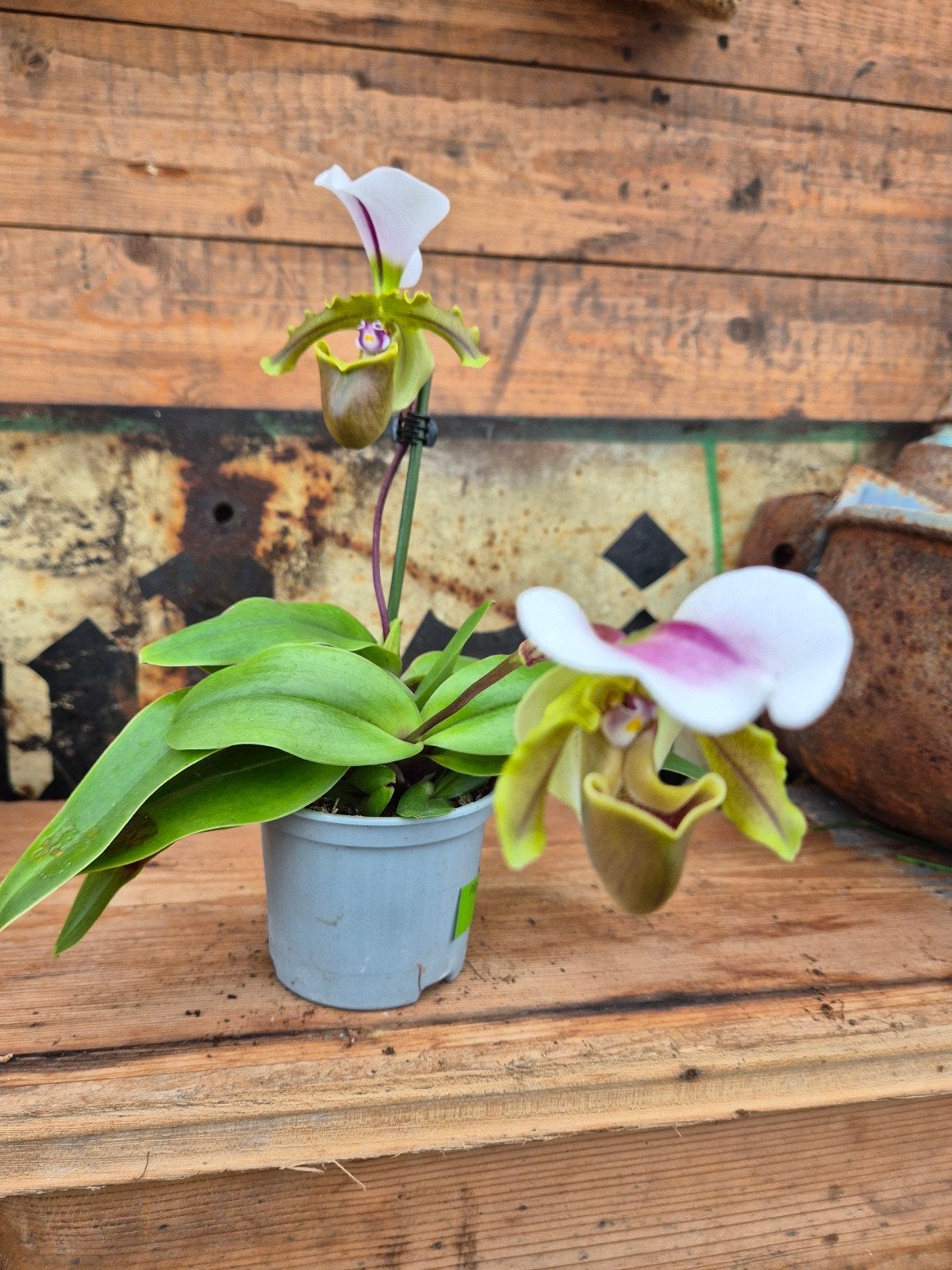Orchidee Paphiopedilum Milano p9 (6), Ophalen of Verzenden, Halfschaduw, Minder dan 100 cm