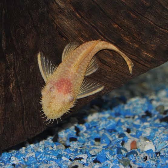 Albino Pleco 10 cm ongeveer, Dieren en Toebehoren, Vissen | Aquariumvissen, Vis, Zoetwatervis