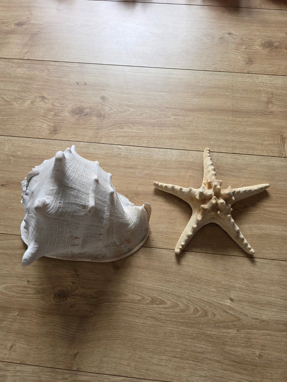 Decoratieve Schelp en Zeester, Ophalen of Verzenden, Gebruikt