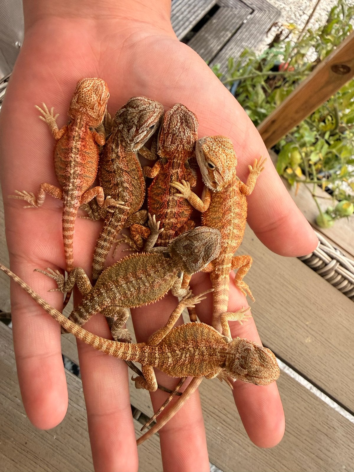 Baby baardagaam Bearded Dragon photo 5