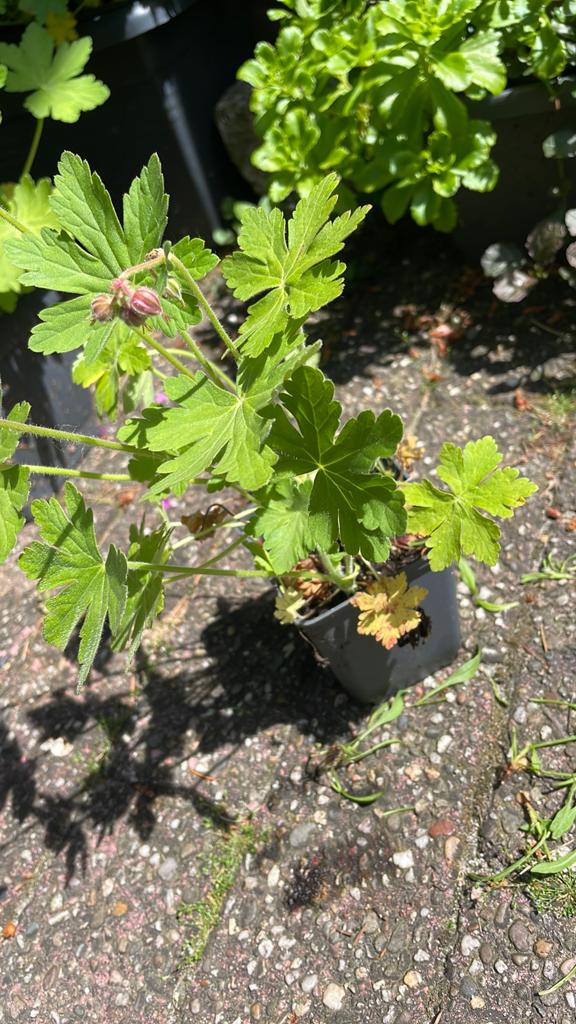 Geranium plant met paarse bloemen vaste plant, Ophalen, Bodembedekkers, Volle zon, Vaste plant
