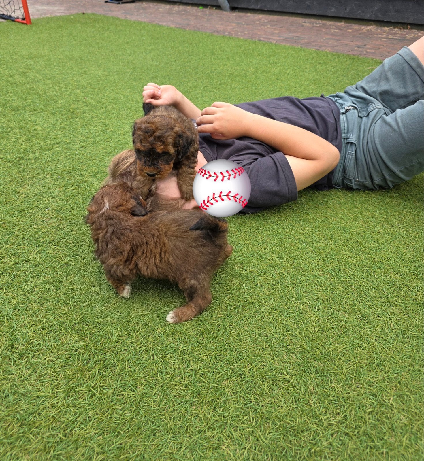 nog 3  super mooie maltipoo pups, Overige rassen, 8 tot 15 weken, Meerdere, Meerdere dieren