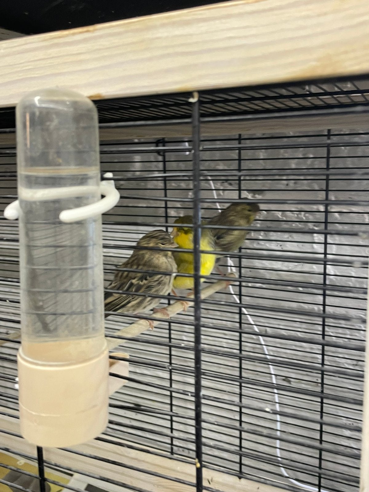 Kanari glaster samen 50€, Dieren en Toebehoren, Vogels | Kanaries, Mannelijk