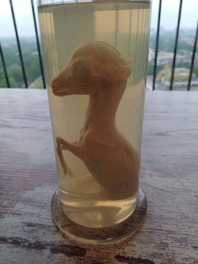 Ree foetus op sterk water, Ophalen, Zo goed als nieuw, Hert, Opgezet dier