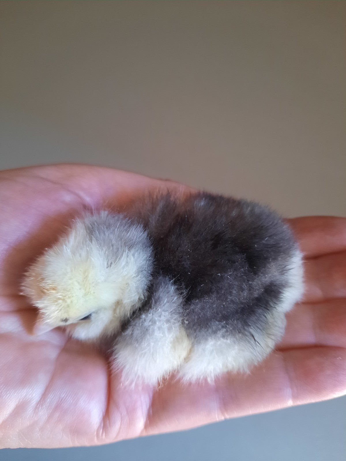 Knappe USA Zijdehoen kuikens 🐥, Dieren en Toebehoren, Meerdere dieren, Kip