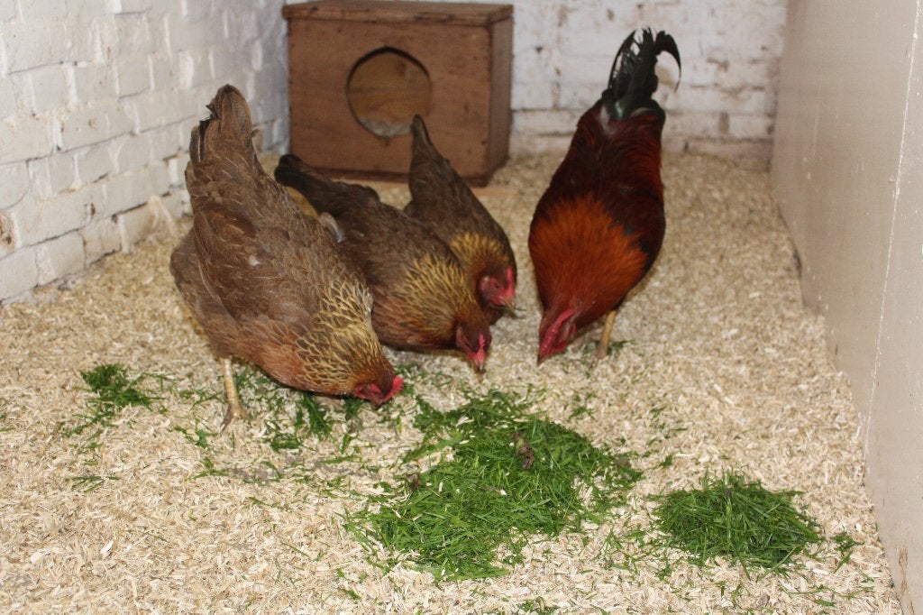 Welsumer krielen, Dieren en Toebehoren, Pluimvee, Vrouwelijk, Kip