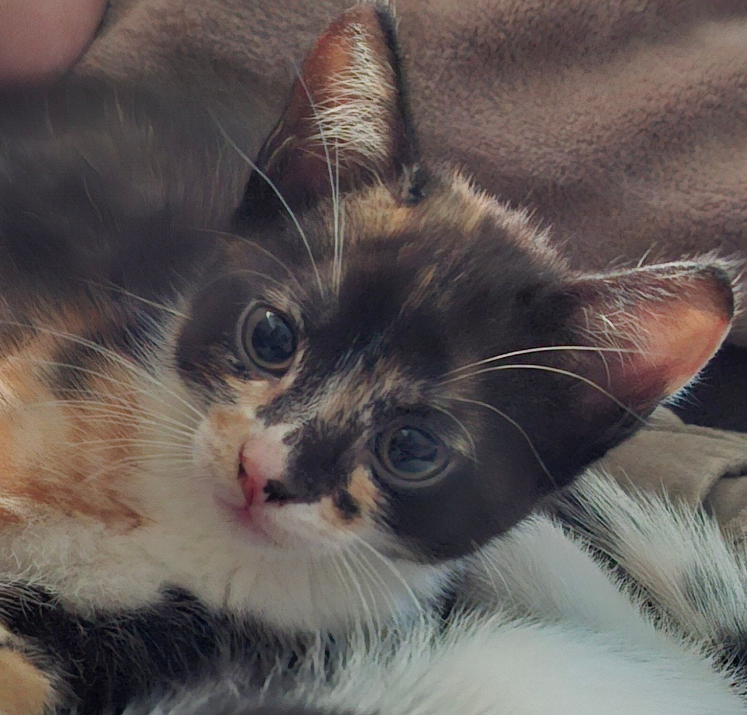 Prachtige kittens., Meerdere dieren