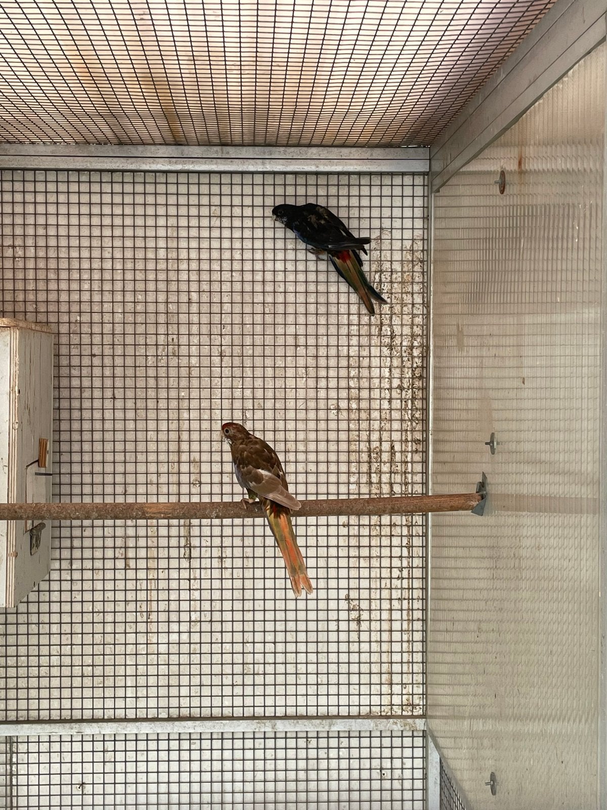 Zwarte Rosella s, Dieren en Toebehoren, Meerdere dieren, Parkiet, Geringd