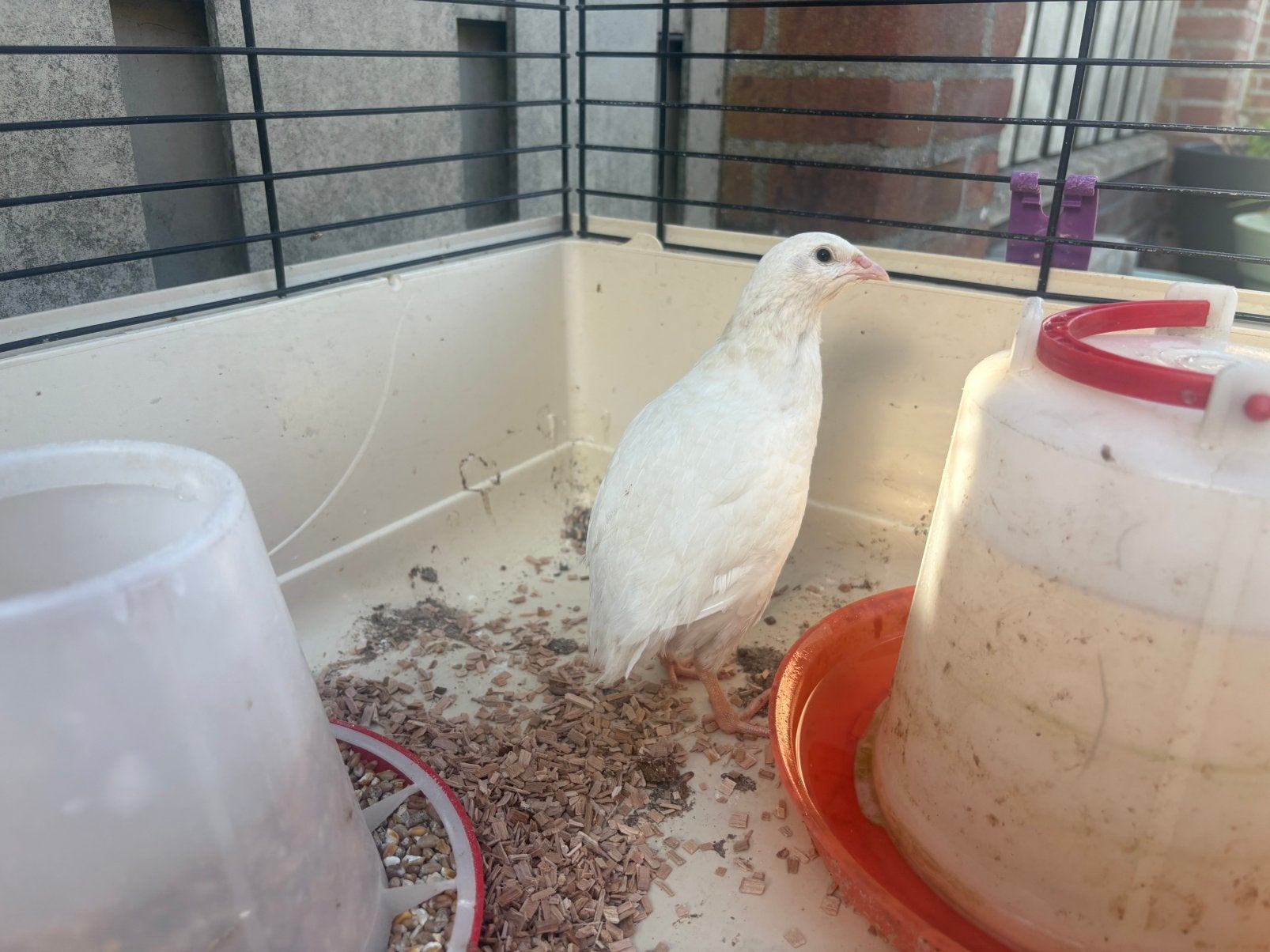 Japanse kwartel haan, Dieren en Toebehoren, Mannelijk, Overige soorten