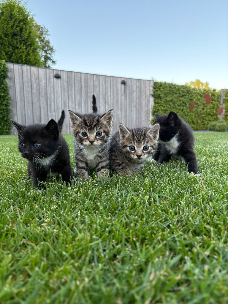 Lieve boerderij kittens, Geslacht onbekend, Kortharig, 0 tot 2 jaar