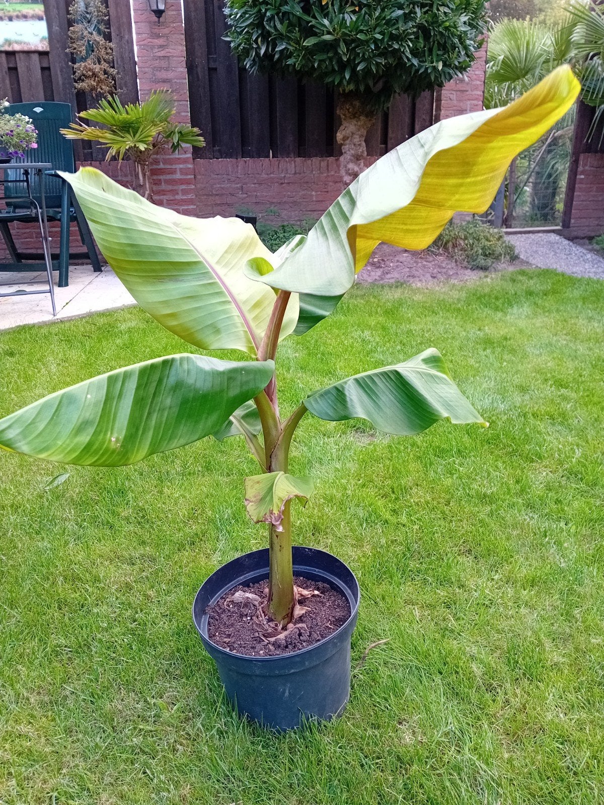 Bananenplant, Ophalen