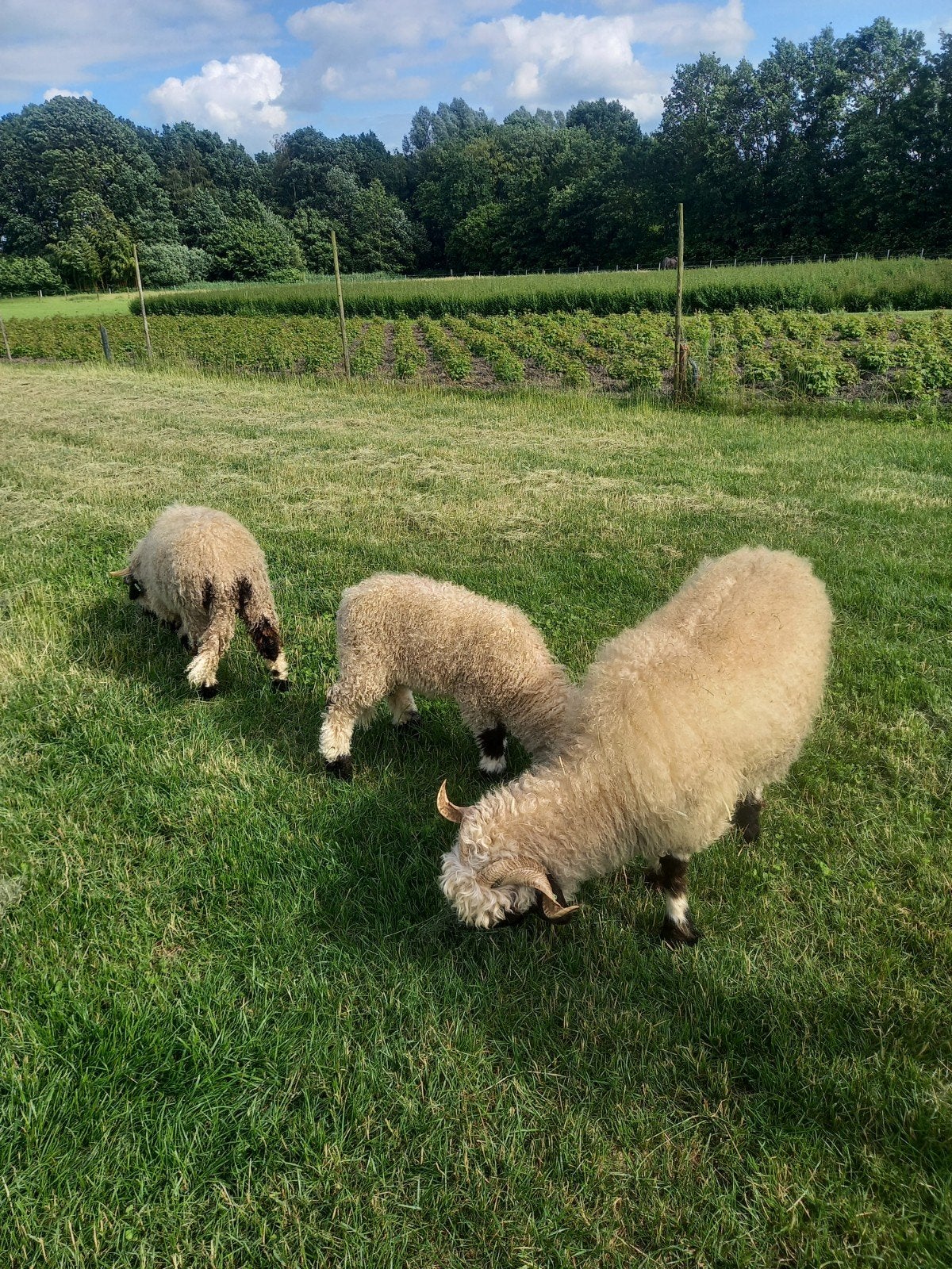 Walliser Schwarznase ooien, Dieren en Toebehoren, Schapen, Geiten en Varkens, Vrouwelijk, Schaap