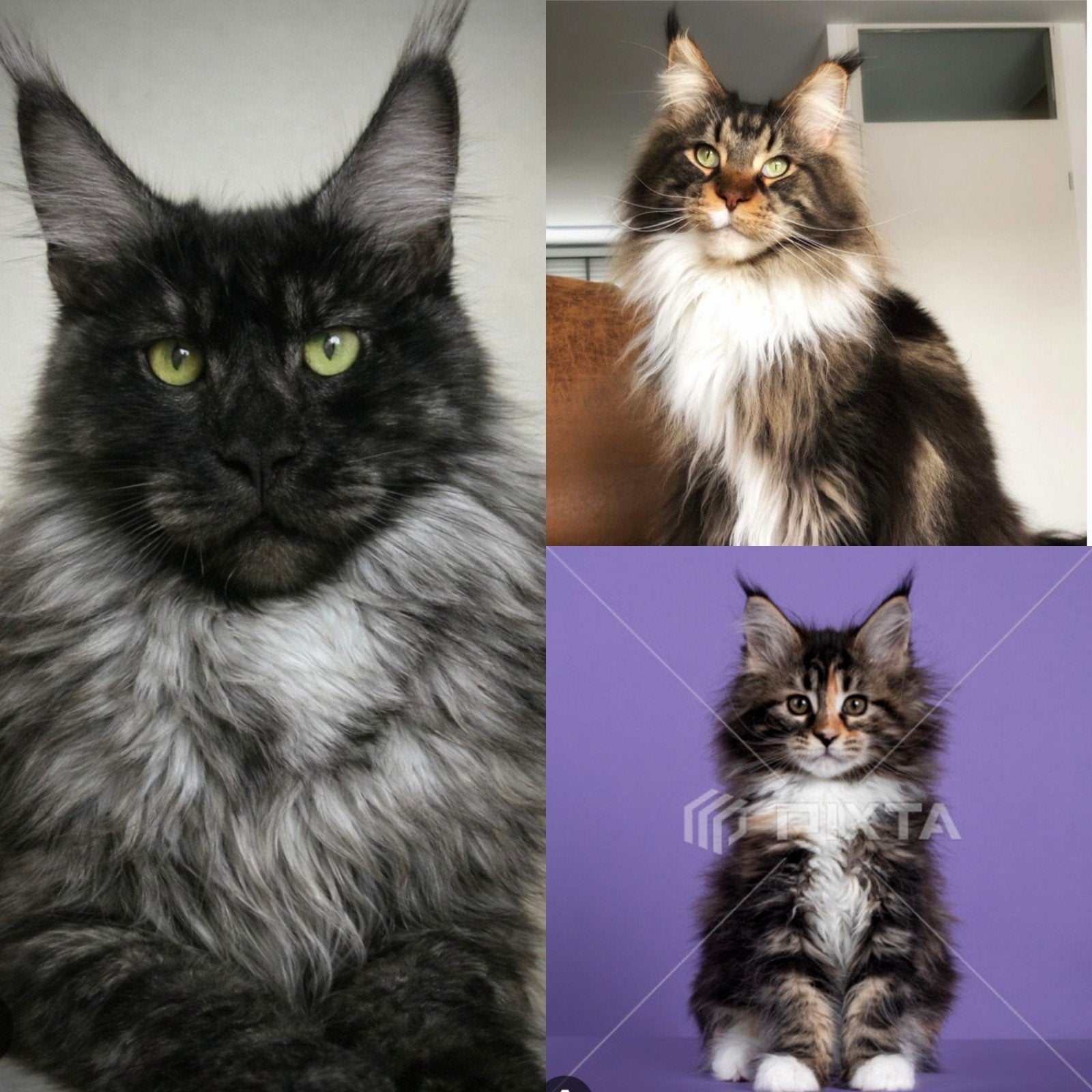 Gezocht maine coon kitten, Dieren en Toebehoren, Katten en Kittens | Raskatten | Langhaar, Geslacht onbekend, 0 tot 2 jaar, Gechipt