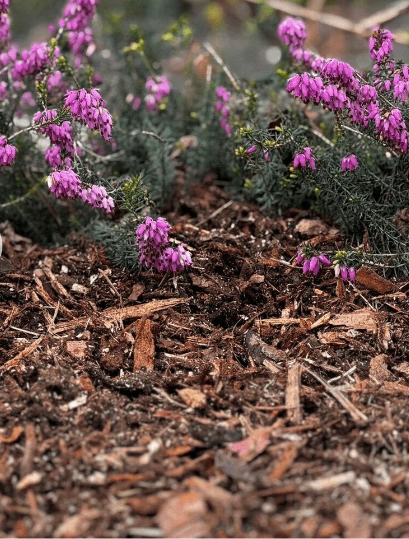 GEZOCHT: houtsnippers / versnipperd snoeihout – Leiden, Tuin en Terras, Aarde en Mest, Ophalen, Tuinaarde
