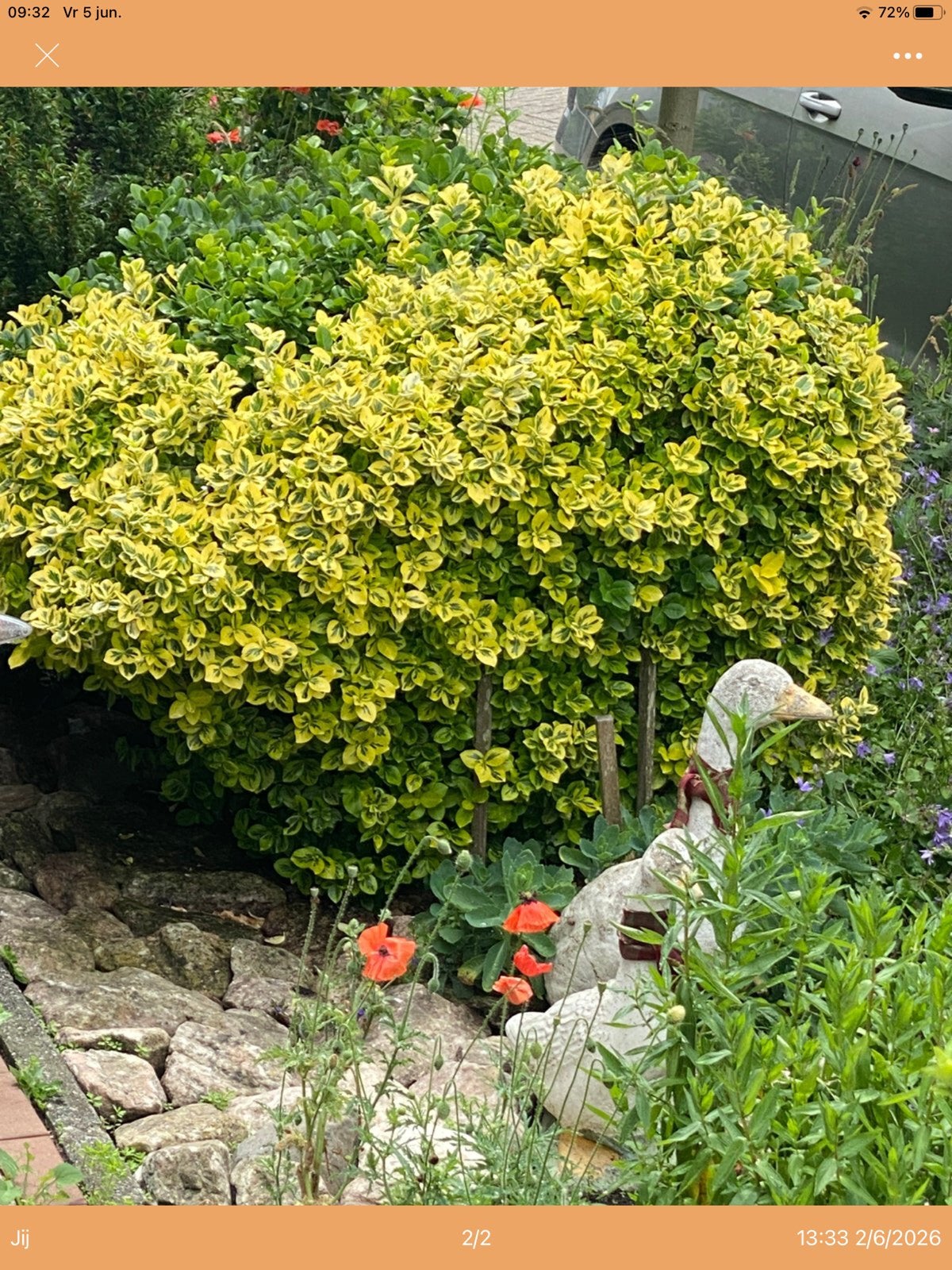 Duo buxus gratis, Ophalen, Buxus, Minder dan 100 cm