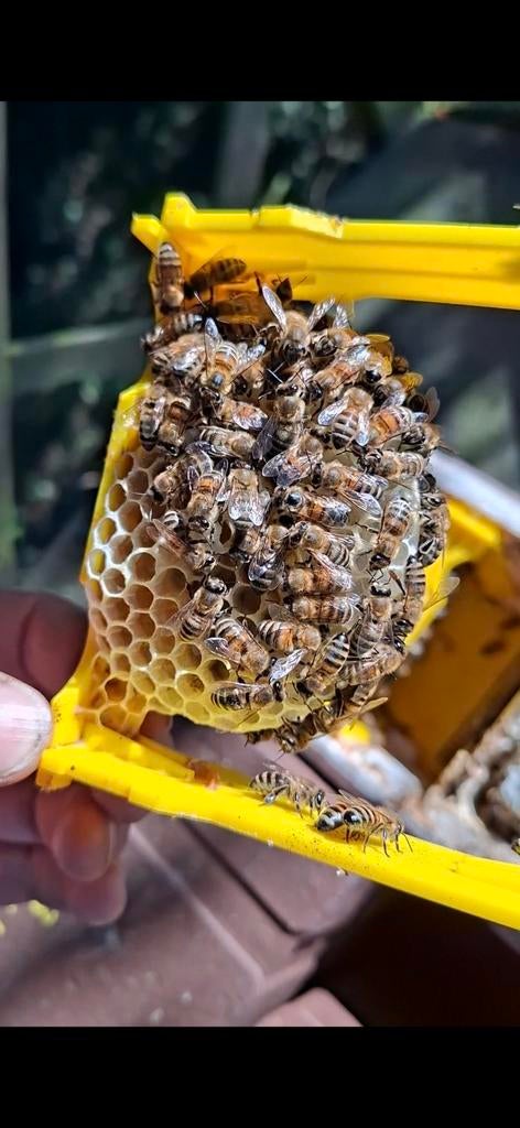 Buckfast moeren te koop, Dieren en Toebehoren, Insecten en Spinnen, Bijen