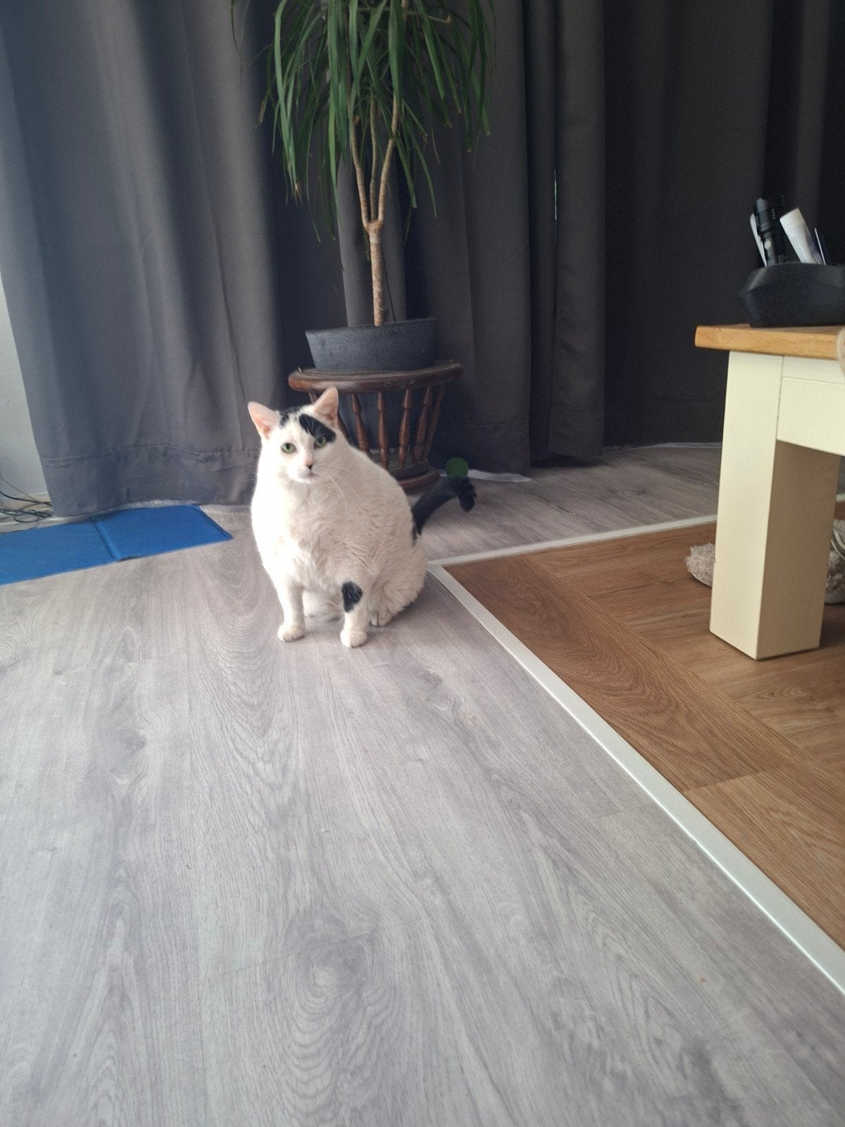 2 mooie poeze zoeken een nieuw goed huisje, Dieren en Toebehoren, Katten en Kittens | Overige Katten, Poes, Kortharig, 6 jaar of ouder