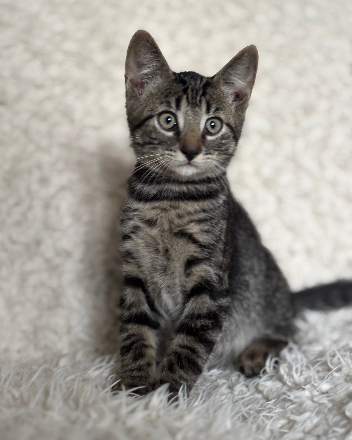 Super lieve boerderij kittens!, Dieren en Toebehoren, Meerdere dieren, Kortharig, 0 tot 2 jaar