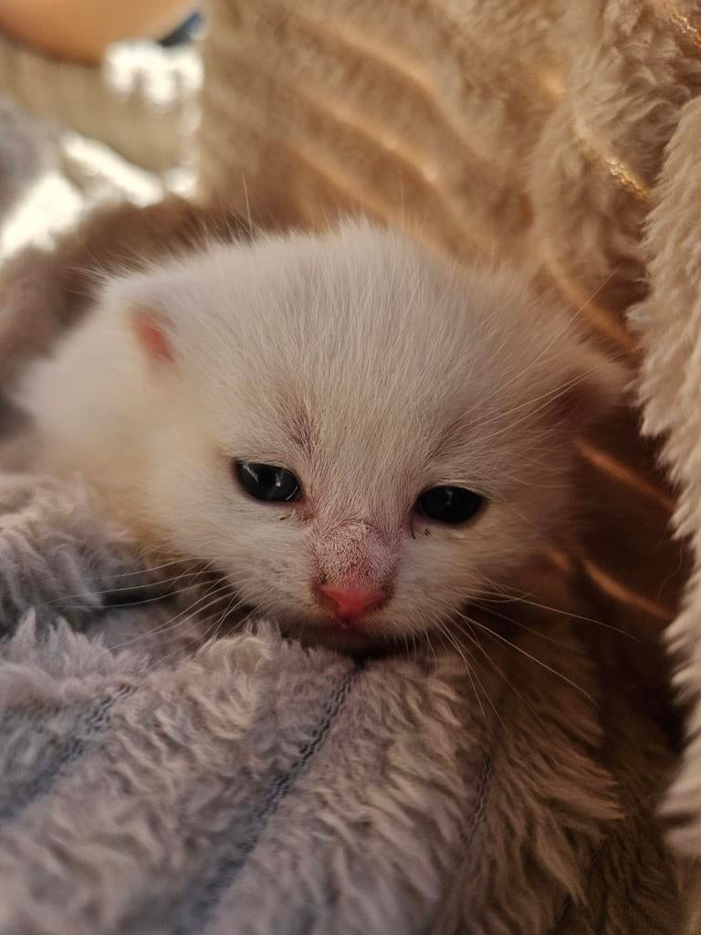 Super lieve kitten, Dieren en Toebehoren, Katten en Kittens | Overige Katten, Poes, Kortharig, 0 tot 2 jaar