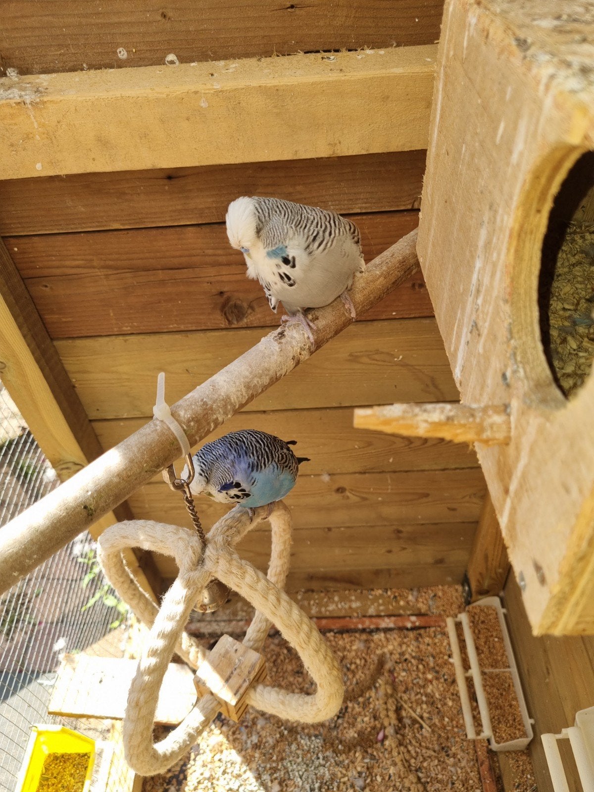 Koppel Engelse grasparkieten, Dieren en Toebehoren, Vogels | Parkieten en Papegaaien, Meerdere dieren, Parkiet