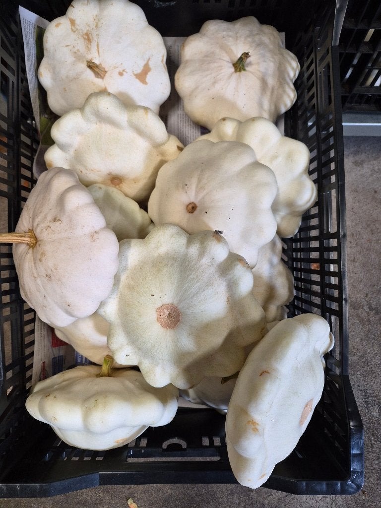 Courgette wit, Ophalen, Nieuw